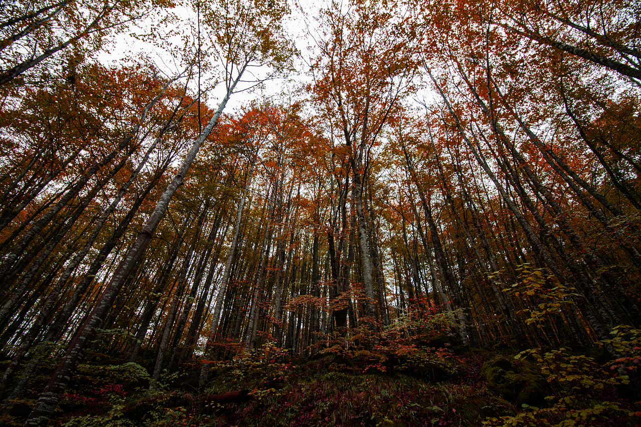 La Selva de Irati